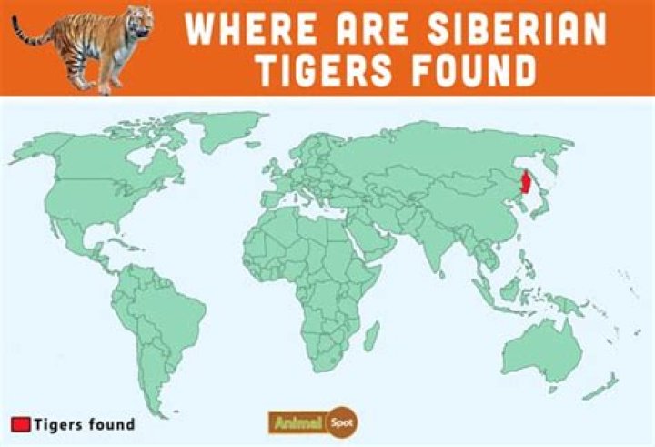 Where does the Siberian tiger live?