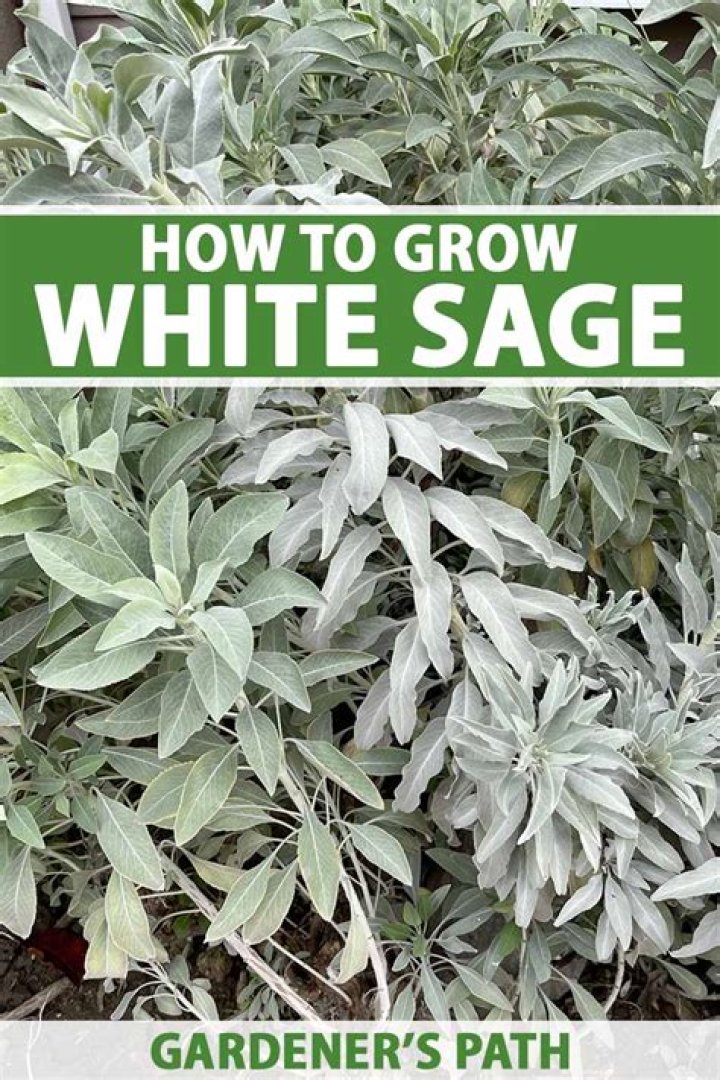 Where does white sage grow?