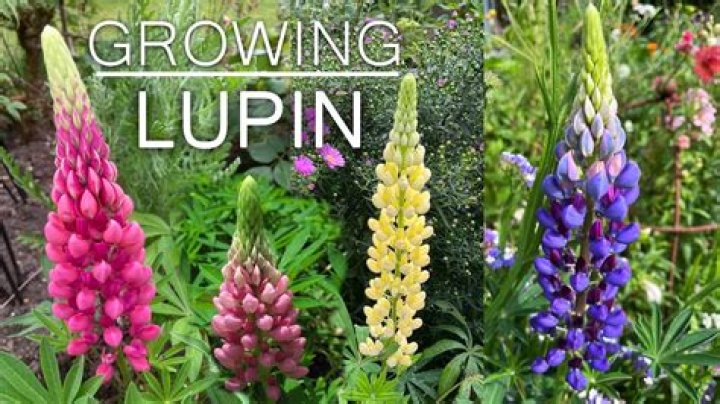 Where does wild lupine grow?