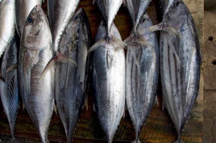 Where is the best tuna fishing?