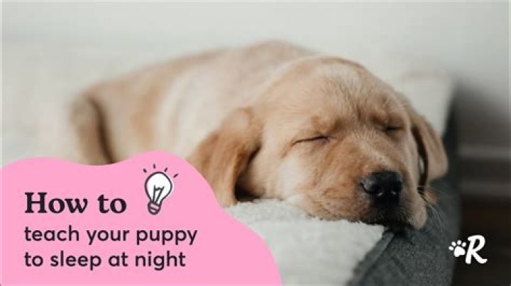 Where should my puppy sleep the first night?