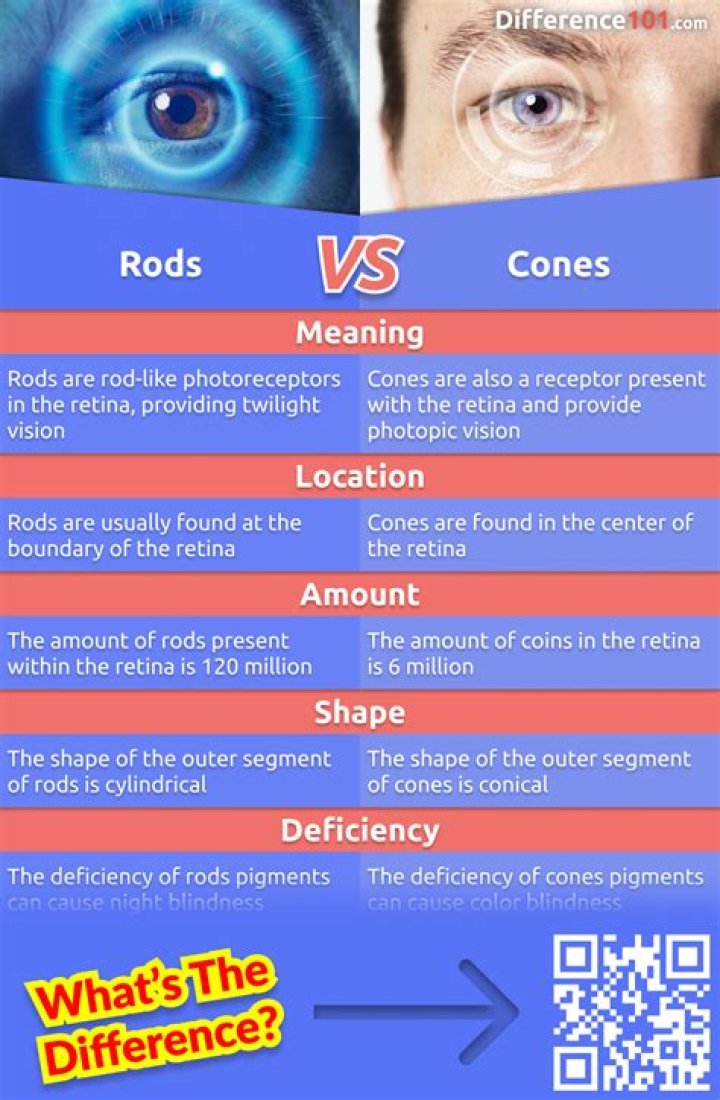 Which of the following is the major difference between rods and cones?