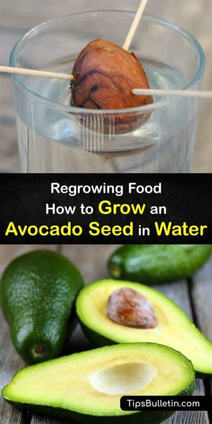 Which part of the avocado seed goes in water?