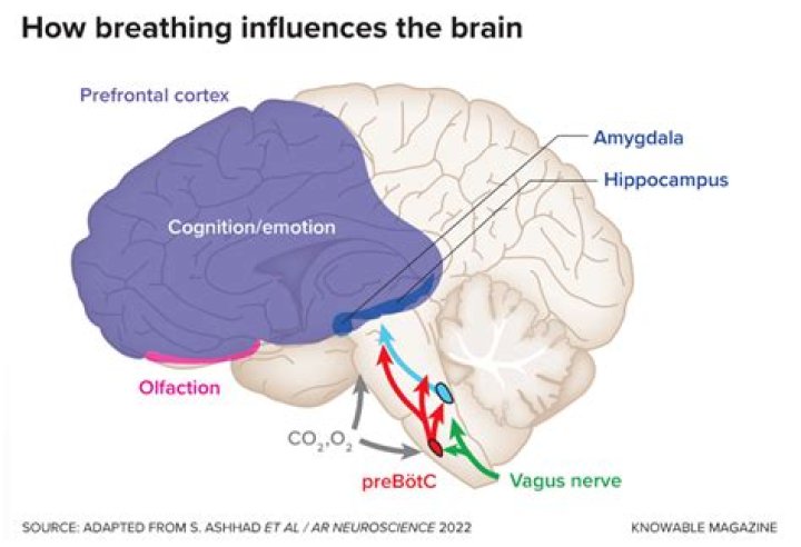 Which part of the brain controls visceral functions such as blood pressure and breathing?