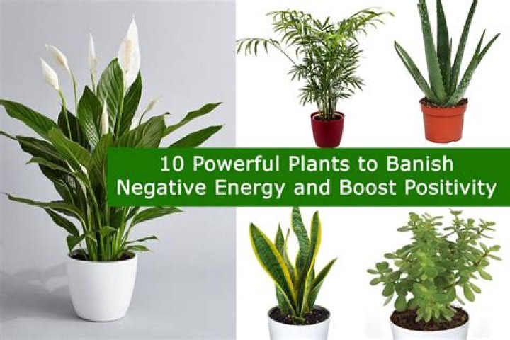 Which plants give positive energy?