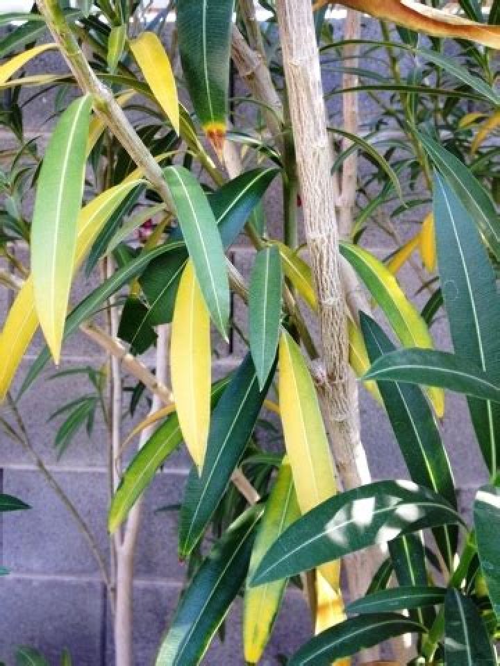 Why are my oleanders dying?