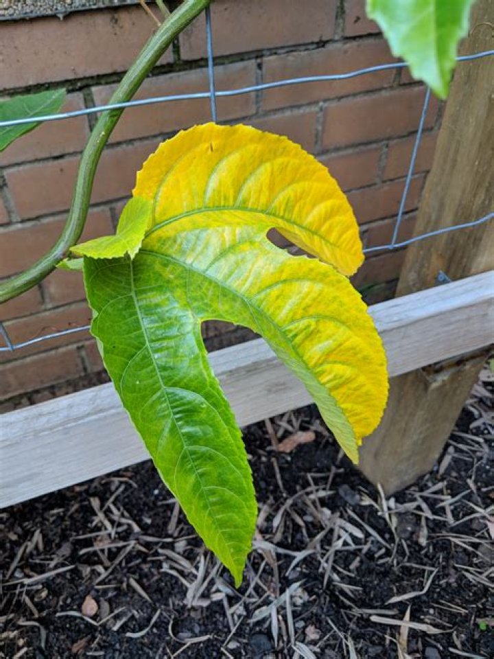 Why are my passionfruit leaves turning yellow?