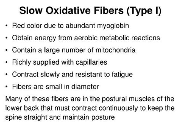 Why are slow oxidative fibers red?