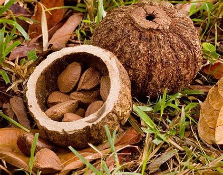 Why are there no brazil nuts?