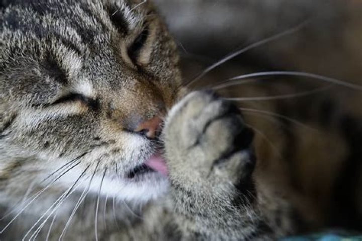 Why do cats lick themselves after you pet them?