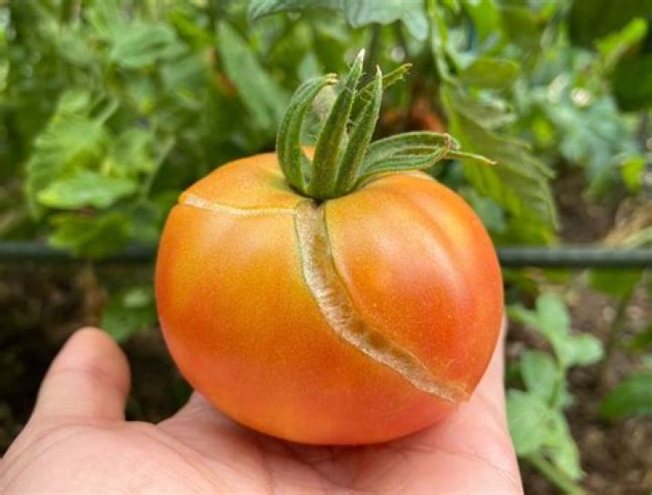 Why do my tomatoes split in the greenhouse?
