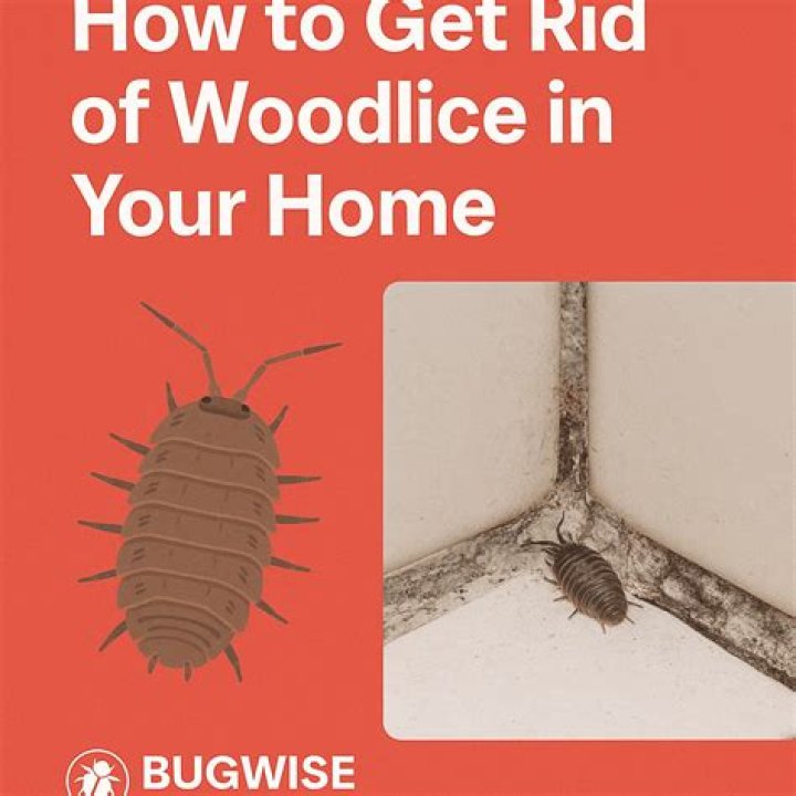 Why do Woodlice move less in humid conditions?