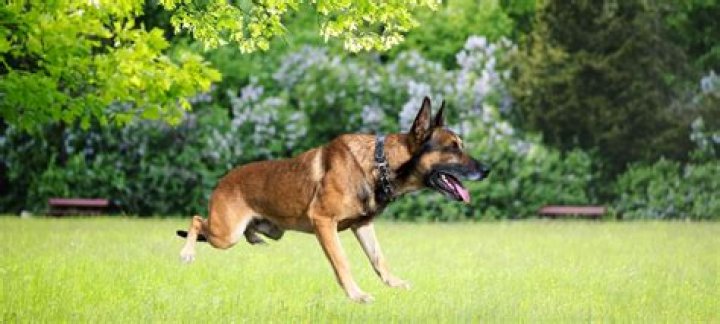 Why does a dog attack another dog?