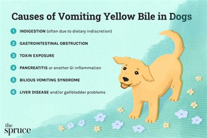 Why does my dog throw up yellow bile every morning?