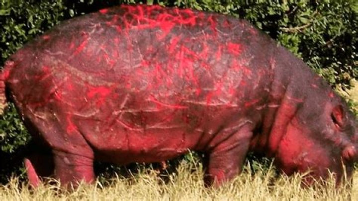 Why is hippo sweat red?