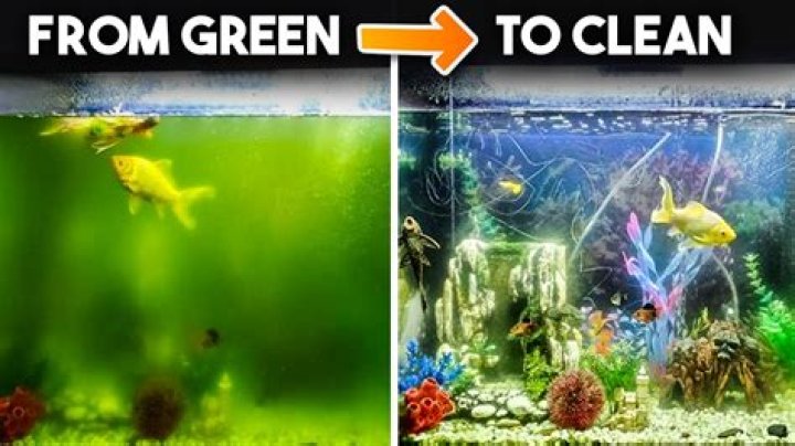 Why is my aquarium water turning green?