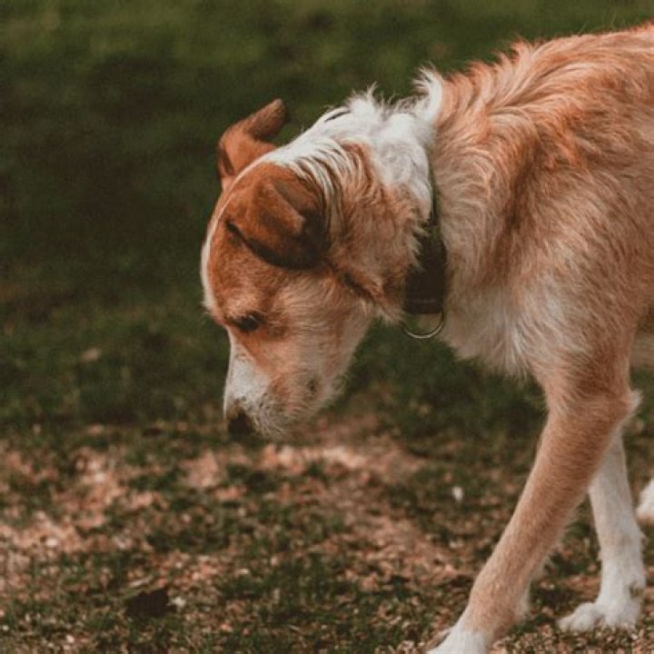 Why is my dog making a moaning noise?