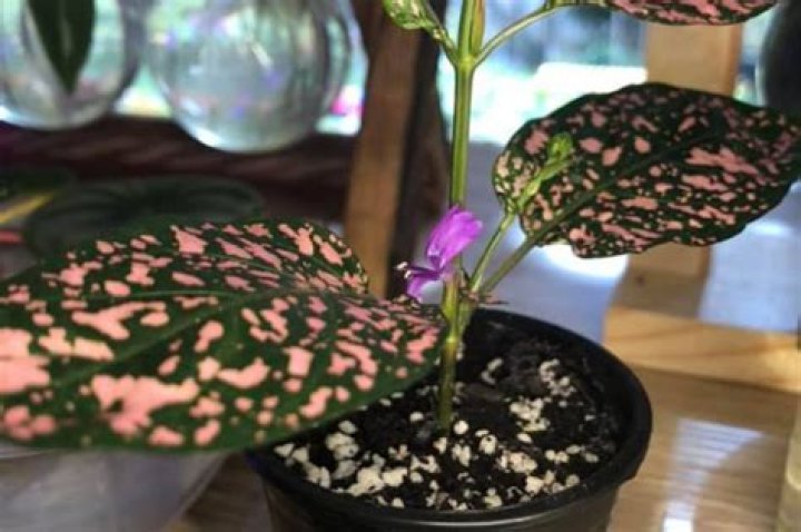 Why is my polka dot plant flowering?