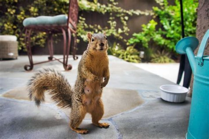 Will a cat keep squirrels away?