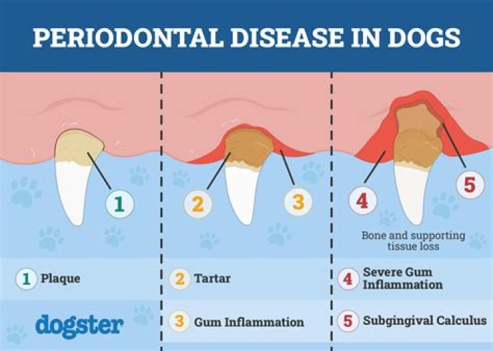 Will a dog's rotten tooth eventually fall out?