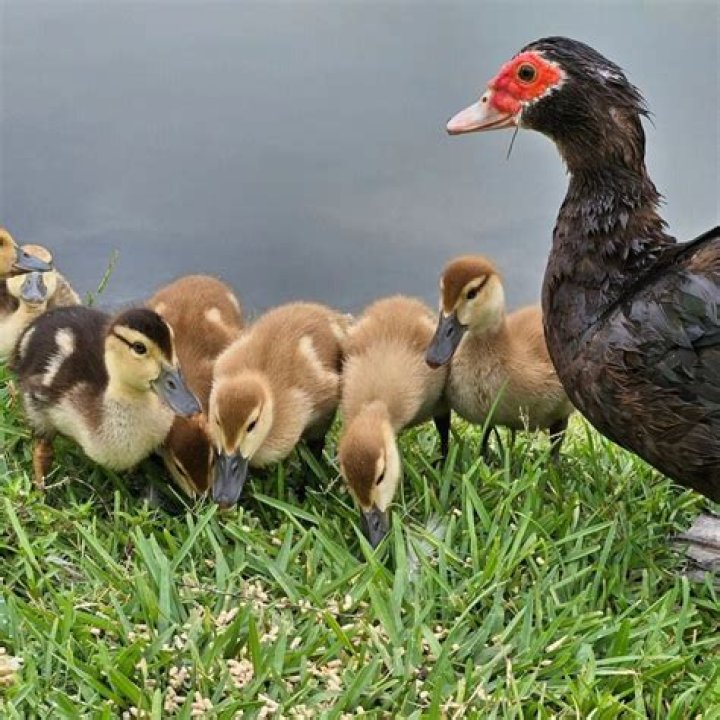 Will a Muscovy drake kill ducklings?