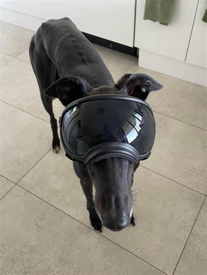 Will one ibuprofen hurt a dog?